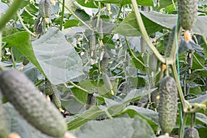 Crop of cucumbers