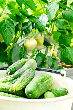 Crop of cucumbers in a bucket in a greenhouse on the background of growing vegetables. Own agriculture