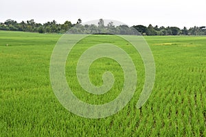 Crop Cultivation In India