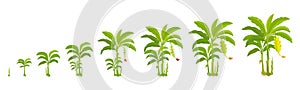 Crop cycle for banana tree. Crop stages bananas palm. Vector Illustration growing plants. Harvest growth biology. Musa