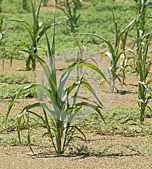 Crop Damage