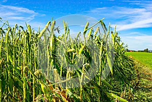 Crop Damage in a Corn Field