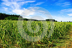 Crop Damage in a Corn Field
