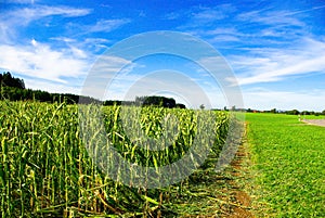 Crop Damage in a Corn Field