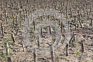 Crop devastation after flooding