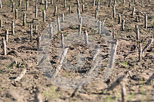 Crop devastation after flooding