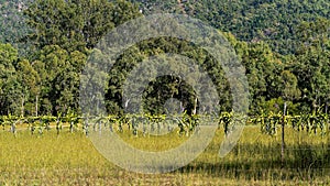 Crop Of Dragon Fruit In An Australian Landscape