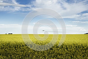 Crop duster flying low over Canola Field