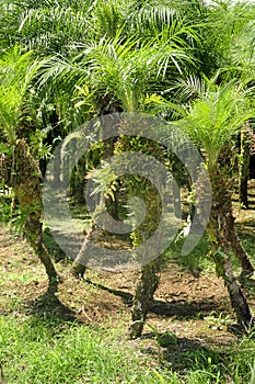 A crop f palm tree grows in Grecia, Costa Rica.