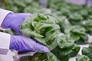 Crop farmer with lettuce in lab