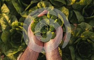 Crop farmer with seedling of lettuce