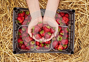 Crop farmer showing handful of strawberries