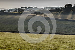 Crop field