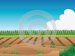 Crop field