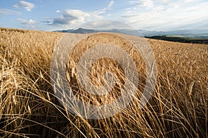 Crop Field