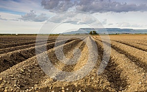 Crop Field