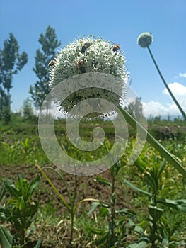 Onion seed flower