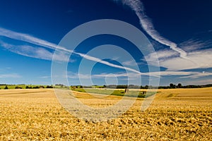 A crop field in Denmark