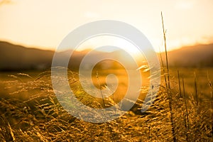 Crop field at golden hour