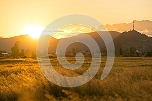 Crop field at golden hour