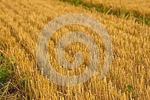 A crop field after harvest