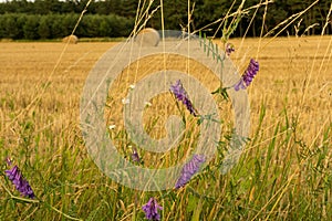 A crop field after harvest