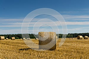 A crop field after harvest