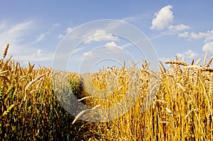 Crop field in midsummer