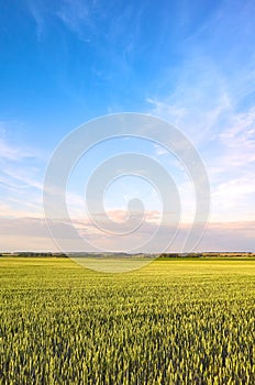 Crop field, rural landscape in the afternoon