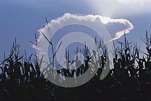 Crop field silhouetted