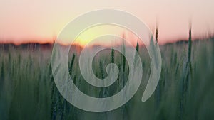 Crop field at sunset or sunrise. Beautiful nature, rural scenery.