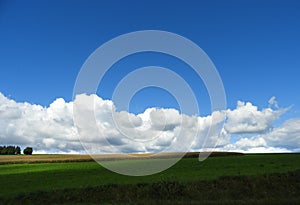 Crop field under vivid blue sky and white clouds