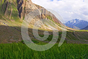 Crop field view near mountains. Himachal Pradesh