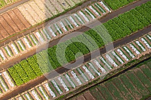 Crop fields