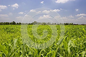 Crop Fields