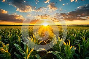 crop fields against a great landscape during the mesmerizing sunset.