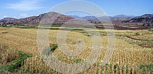 Crop fields in Antsirabe, Madagascar