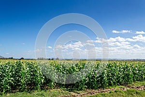 Crop Fields, clear blue sky