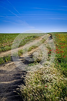 Crop fields with poppies and other wild flowers