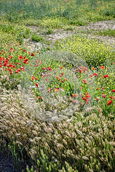 Crop fields with poppies and other wild flowers