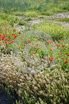 Crop fields with poppies and other wild flowers photo