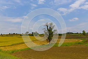 Crop fields on Tekirdag road.