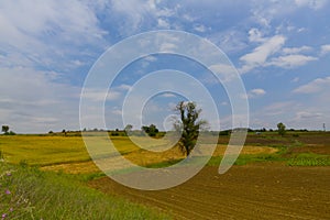 Crop fields on Tekirdag road.