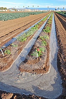 Crop Flood Irrigation