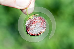 Crop of a fruit garden