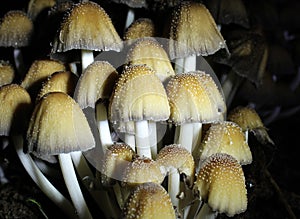 Crop of fungi growing in a damp area of the home garden