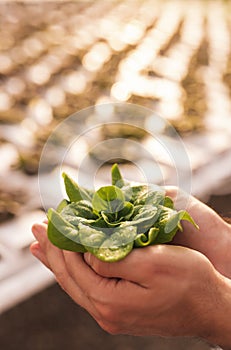 Crop gardener with lettuce in hands