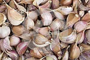 Crop of garlic background. Closeup.