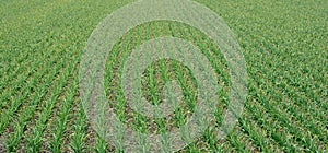 Crop garlic plantation in autumn photo