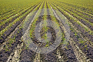 Crop garlic plantation in autumn photo